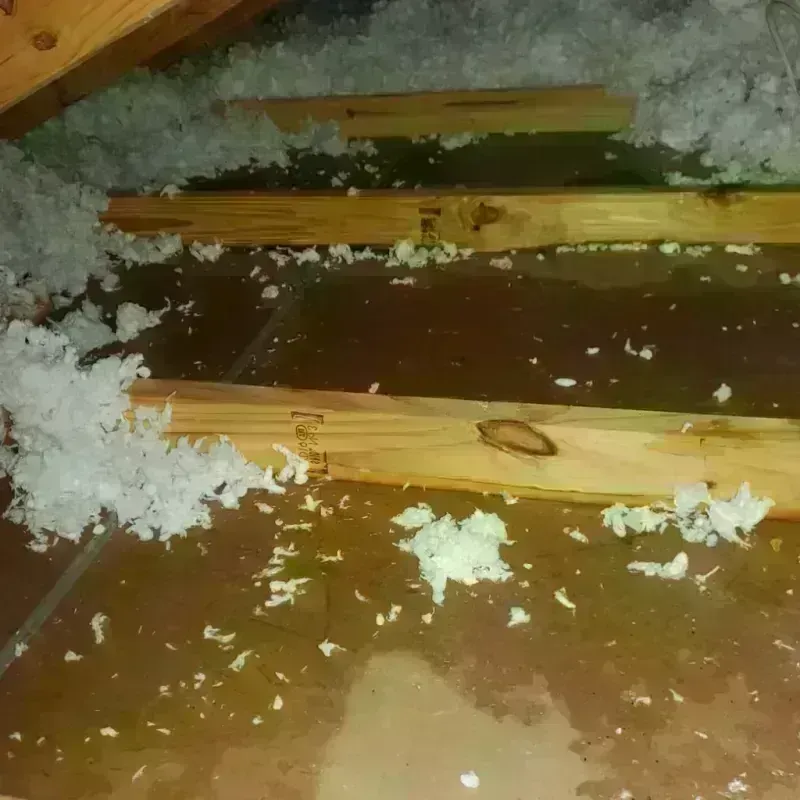 Attic Water Damage in Lely, FL